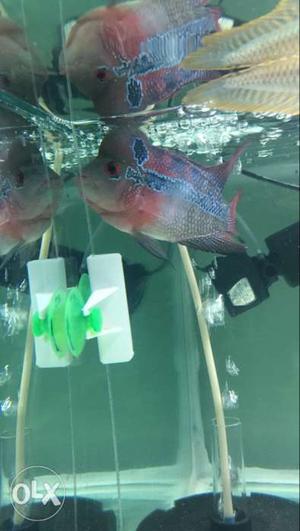 Flowerhorn for sell srd no negotiation in price
