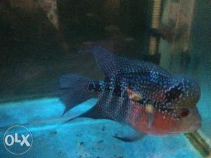 Flowerhorn, super red Dragon.. for the best