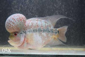 Flowerhorn with Monster Hump, Very Active