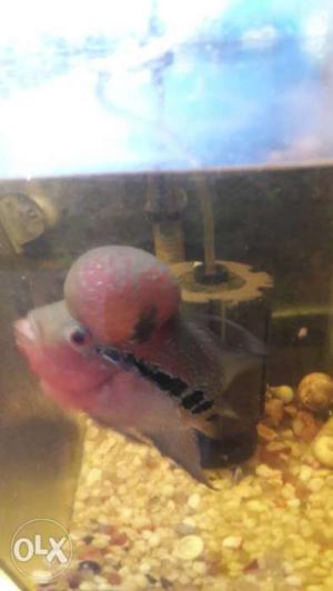 Flowerhorn with the ball head. very active and