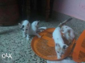Four White Calico Kittens