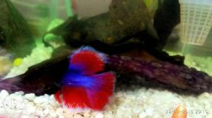 Fullmoon betta (Thailand imported blood line)