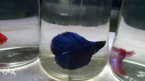 Fullmoon bettas available here for more details