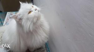 Furry awesome male Persian available. 2 years old