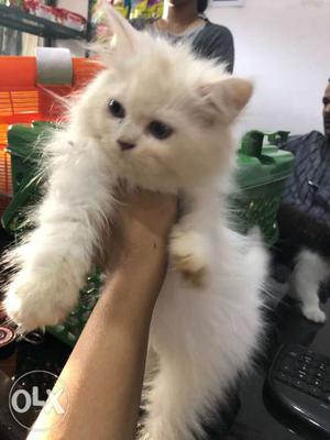 Furry persian kitten