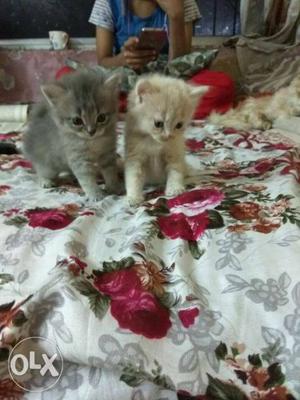 Golden and grey fershiun cat male and female