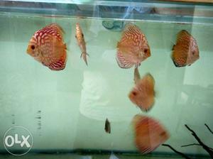 Good quality Red Map Discus Fishes.