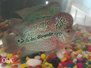 Gray, Pink, And White Flowerhorn Fish