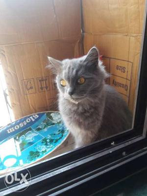 Gray Tabby Persian Cat