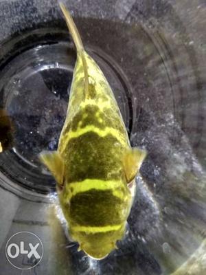 Green Spotted Puffer fish - Single