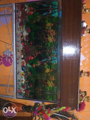 Green frame fish tank in a good condition