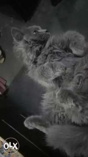 Grey long-coated Cat kitten