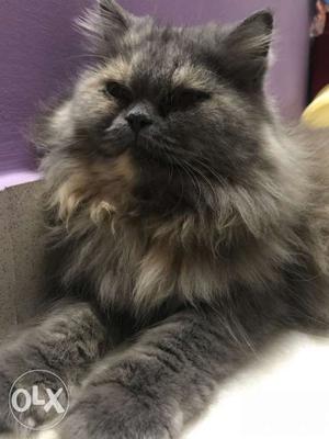 Grey persian female 9 month old
