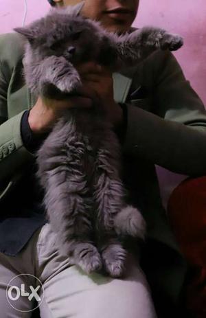 Grey persian kitten 2.5 months old