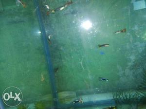 Guppy fish for sell interested people contact on