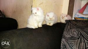 Hi i have 3 persian punch face kittens 2 1/2