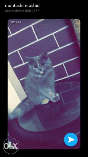I want to sell my Persian kittens 3 months old
