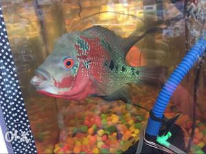 I want to sell my female flowerhorn