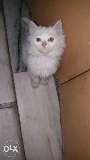 I want to sell my persian cat 2 months old kitten