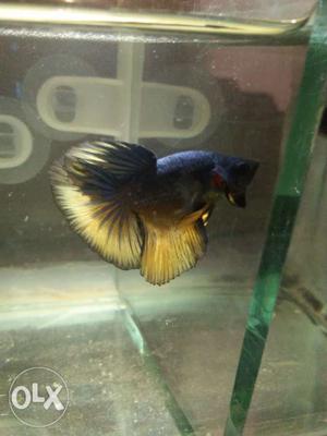 Imported Betta for sale