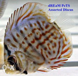 Imported Discus Fish at dream Pets