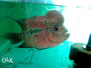 Imported Young male Super Red Dragon Flowerhorn..
