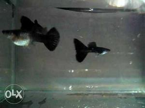 Imported guppy without any strains.. (wholesale