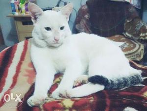 It is a complete white cat with pearl yellow eyes