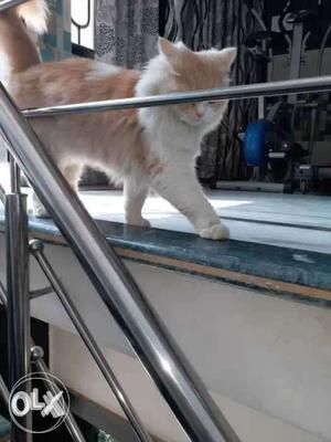 Long-fur Orange And White Cat