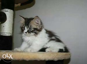 Male Persian kittens available