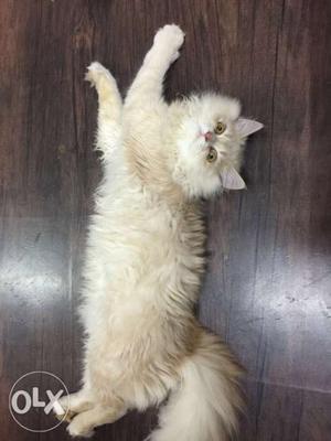 Male persian cat. 2 years old toilet trained