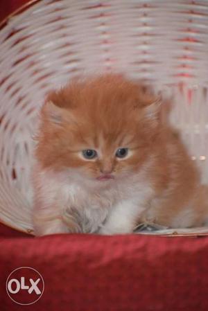 Medium Fur Orange Kitten