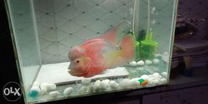 My house pet flowerhorn fish six month old.
