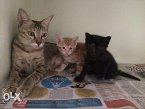 One Black And One Orange Fur Kittens