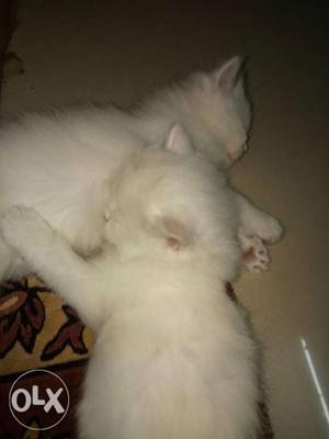 One White Persian Kittens