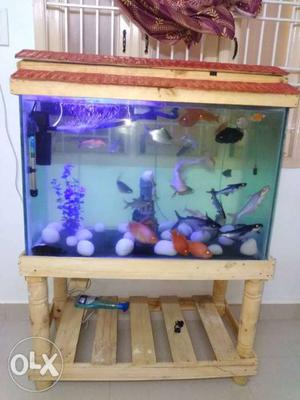 Only 8month old tank stand roof sale fish not