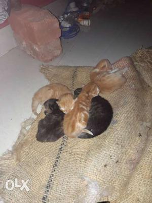 Orange And Brown Tabby Kitten litter