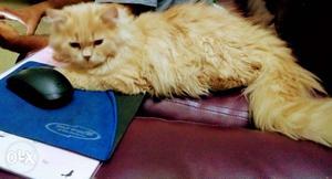 Orange persian kitten