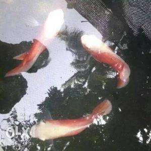 Oscar fish breeding pair  breeding size 