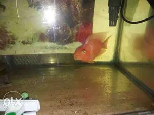 Perrot Fish Female 4.5 Inches Urgest Sell