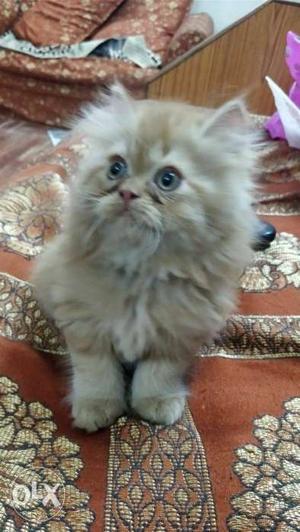 Persian Cat Kitten Brown Colour Pure Punch Face.