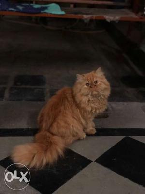 Persian Cat Male Punch Face 6 Months Old Pure