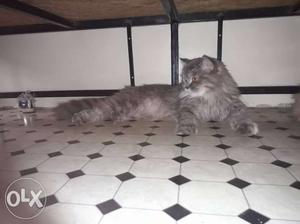 Persian cat female 15 months old