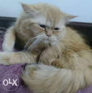 Persian cat kitten 11 months old