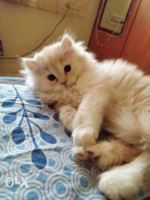 Persian cat kittens 2 month old both males and