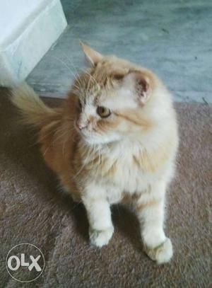 Persian cats for sale orange color