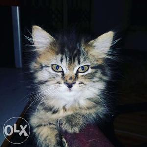 Persian female cat named Sophie 3 n half month
