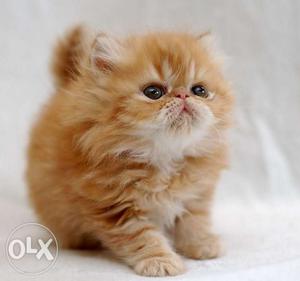 Persian kitten female for sale