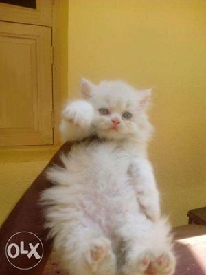 Persian kitten for sale