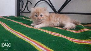 Persian kittens age 2 months, 3 female and 1 male